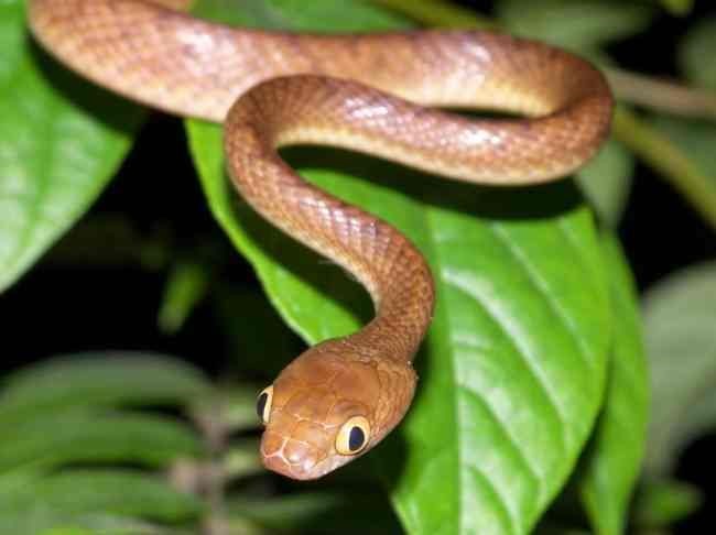 First Aid Treatment For Snake Bites